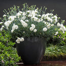 Dianthus Memories 4.5L