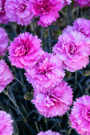 Dianthus Pink Eclipse 1.9L