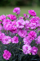 Dianthus Pink Eclipse 1.9L