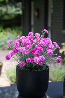 Dianthus Pink Eclipse 1.9L