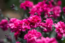 Dianthus Sugar Plum Raspberry 1.9L