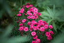 Dianthus Sugar Plum Raspberry 1.9L