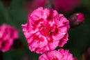 Dianthus Sugar Plum Raspberry 1.9L