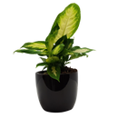 Tabletop Foliage Houseplant - 9CM