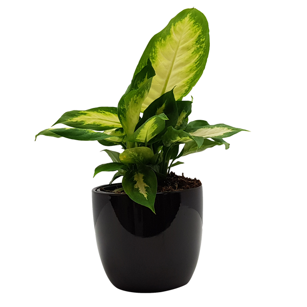 Tabletop Foliage Houseplant - 9CM