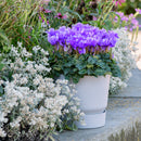 Cyclamen Dragon Blue 13CM