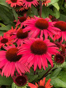 Echinacea Sunseeker Pomegranate - 1.5L