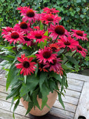 Echinacea Sunseeker Pomegranate - 1.5L