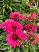 Echinacea Sunseeker Fuchsia - 1.5L