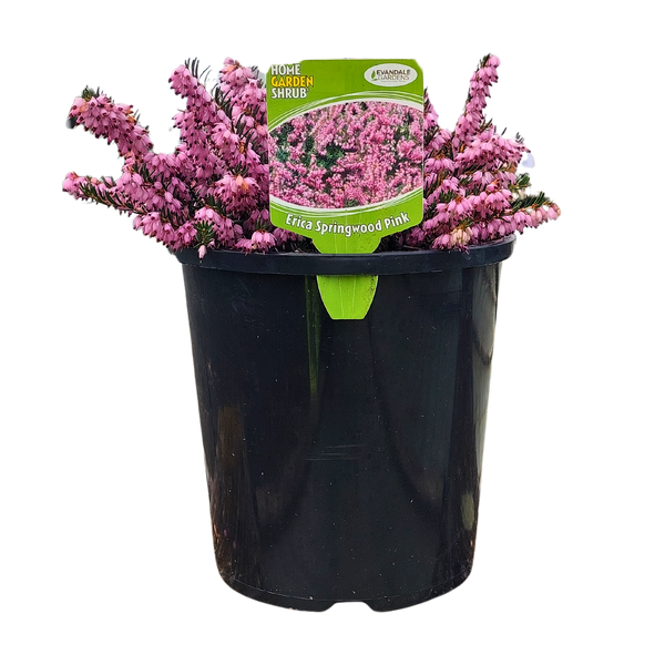 Erica Springwood Pink - 2.5L