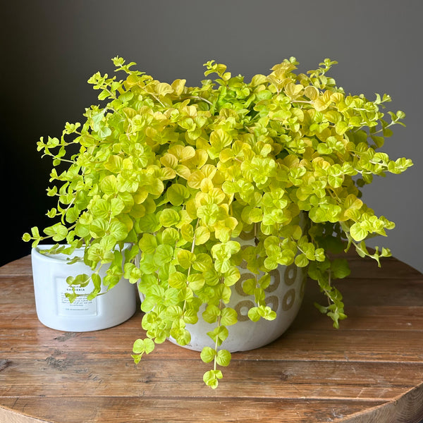 Fancifiller Lysimachia Karat - 1.5L