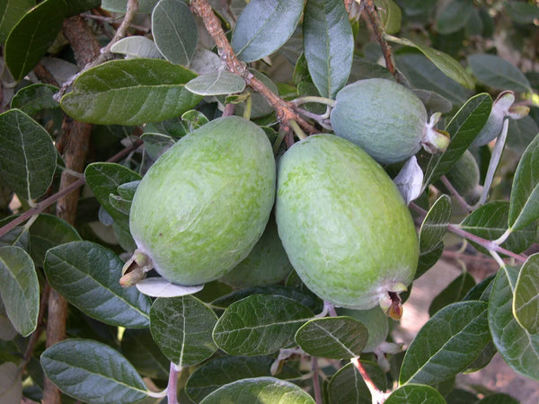 Feijoa Triumph - 3L