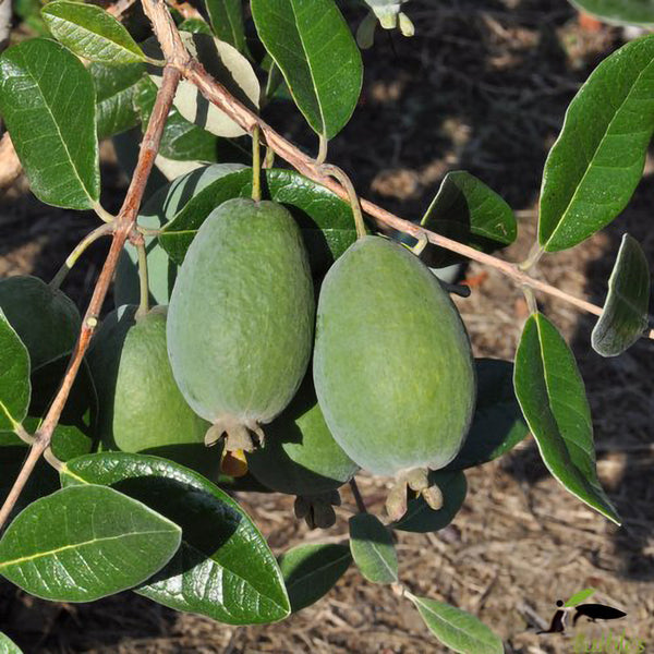 Feijoa Arhart - 3L