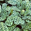 Ctenanthe Burle Marxii - 12CM