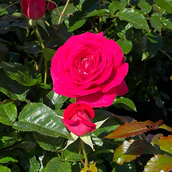 Grandma’s Rose - 6L