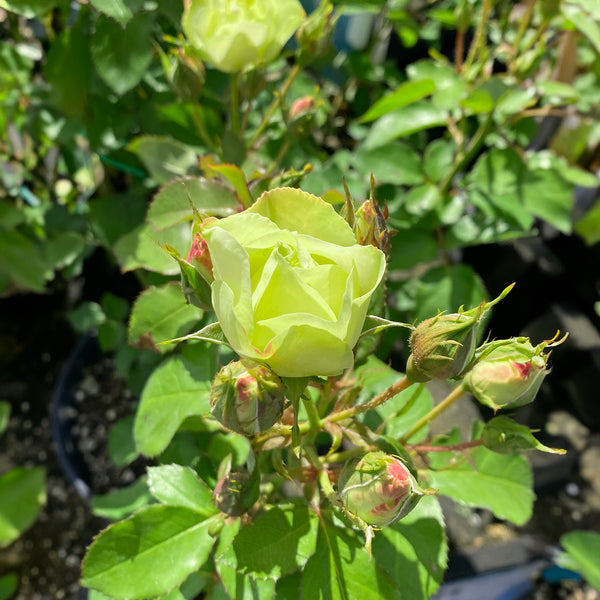 Green With Envy Rose - 6L