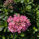 Escallonia Pink Elle 2.5L