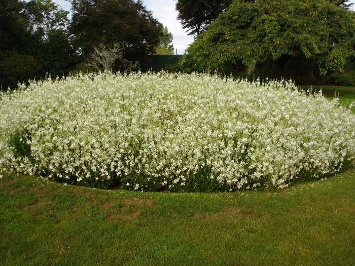 Gaura So White 1.3L