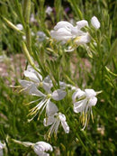 Gaura So White 1.3L