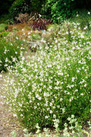 Gaura So White 1.3L