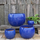 Palmers Branded Glazed Belly - L