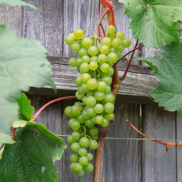 Grape Himrod