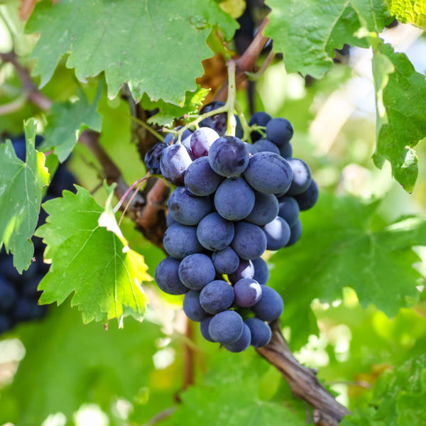 Grape Kyoho