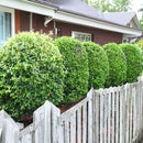 Griselinia Littoralis Broadway Mint - 4.7L