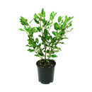 Griselinia Littoralis Broadway Mint - 4.7L