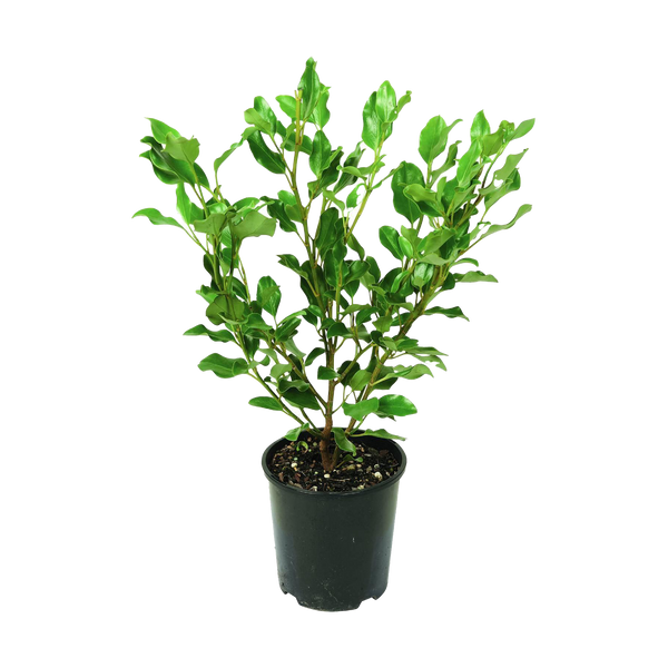 Griselinia Littoralis Broadway Mint - 4.7L
