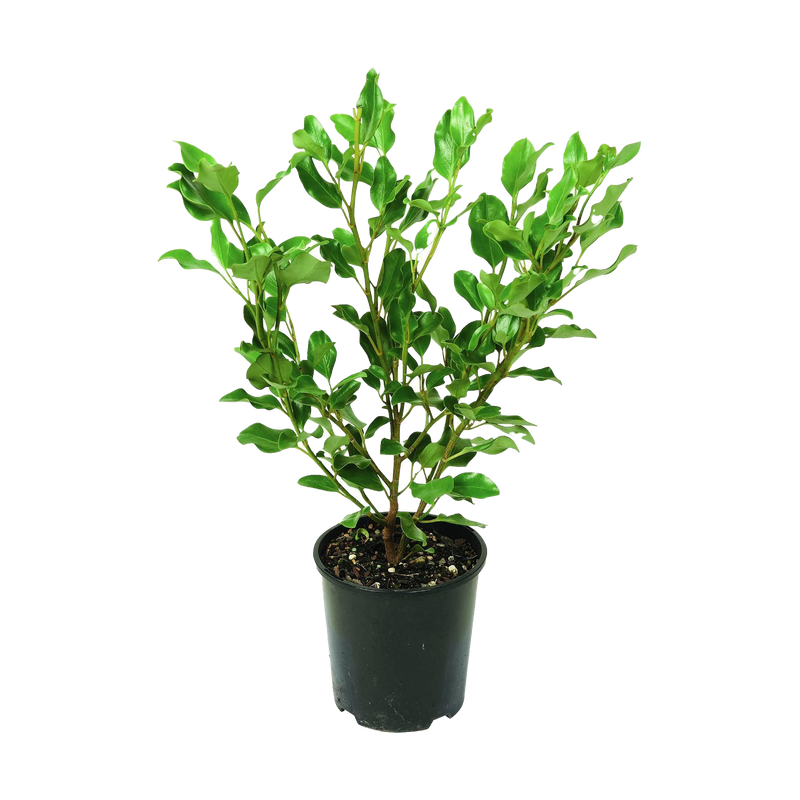 Griselinia Littoralis Broadway Mint - 4.7L