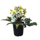 Helleborus Emma - 2.4L