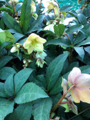 Helleborus Emma - 2.4L