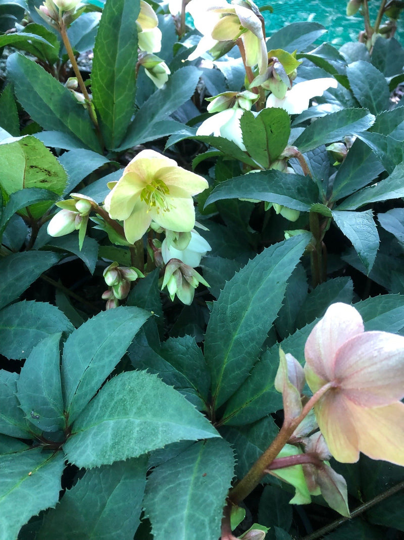 Helleborus Emma - 2.4L