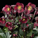 Helleborus Merlot - 2.4L