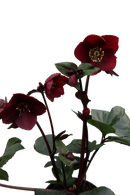 Helleborus Merlot - 2.4L