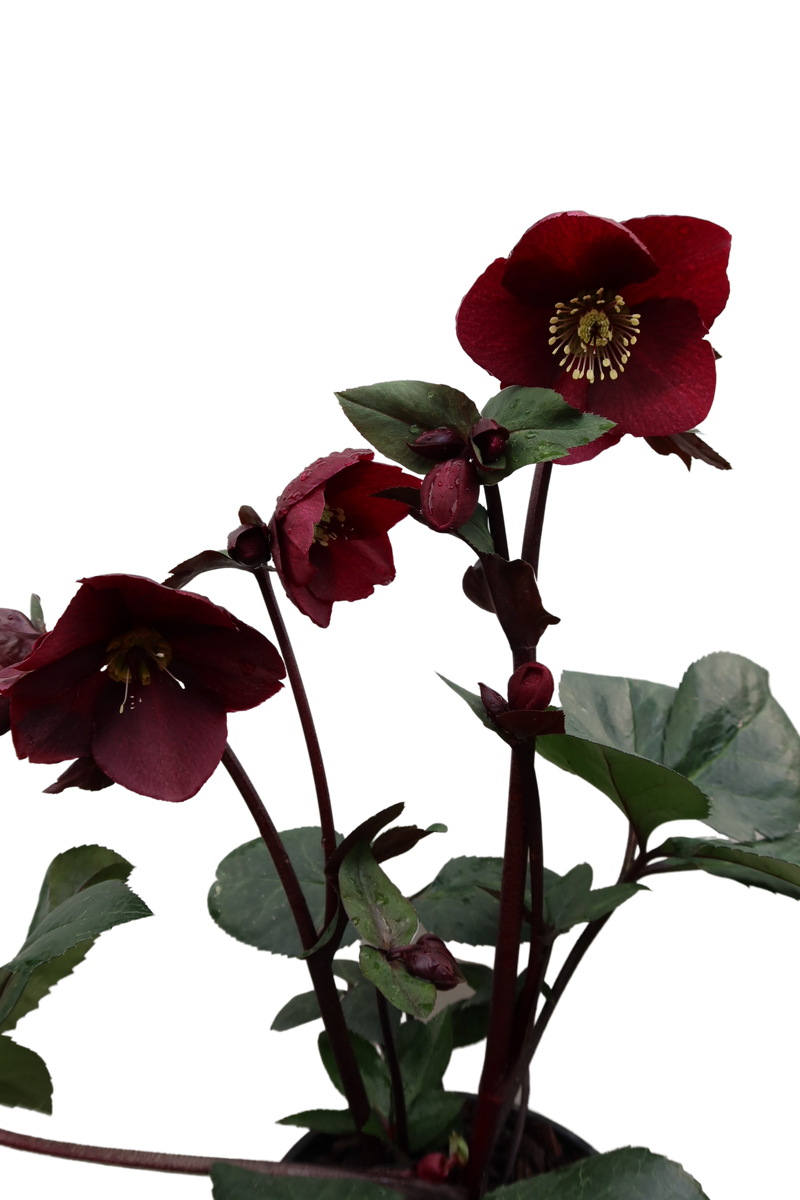 Helleborus Merlot - 2.4L