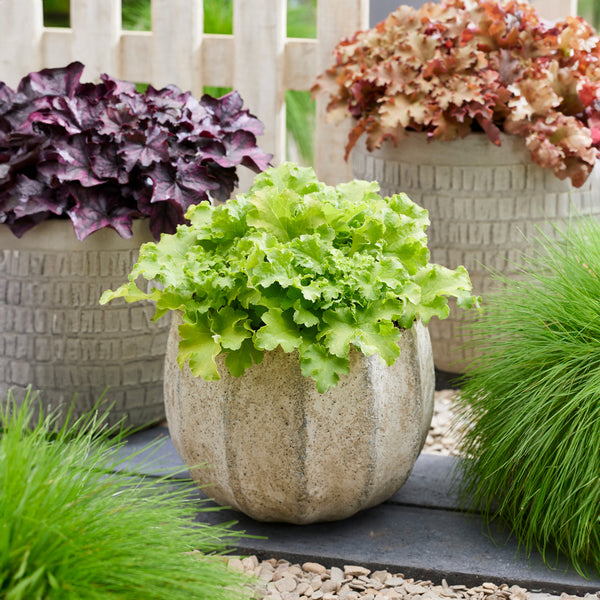 Huechera Indian Summer Limeberry - 1.9L