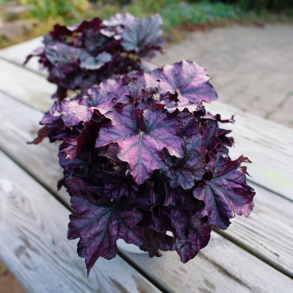 Heuchera Indian Summer Mulberry - 1.9L