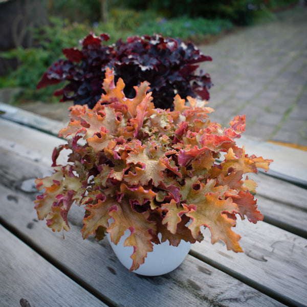 Heuchera Indian Summer Orangeberry - 1.9L