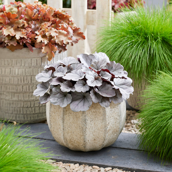 Heuchera Indian Summer Silverberry - 1.9L