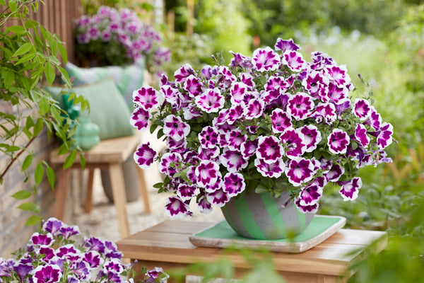 Petunia Funhouse Painted Love 1.5L