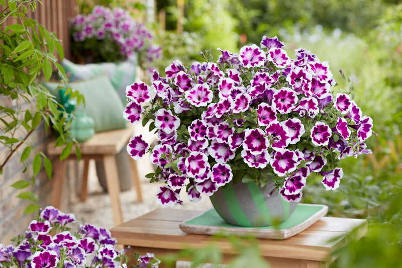 Petunia Funhouse Painted Love 1.5L