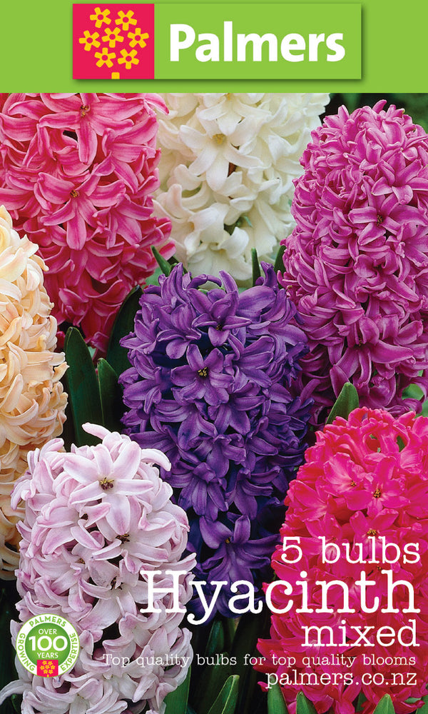 Palmers Hyacinth Mixed Bulbs - 5PK