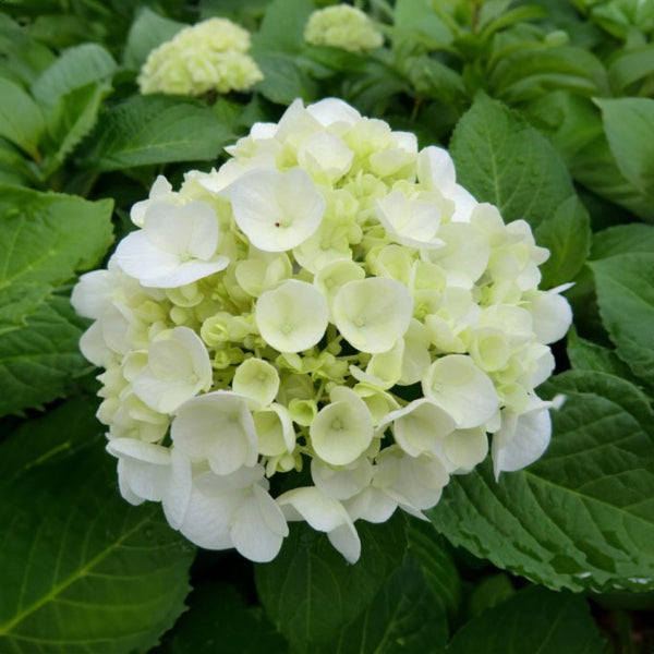 Hydrangea AG Pavelli - 8L
