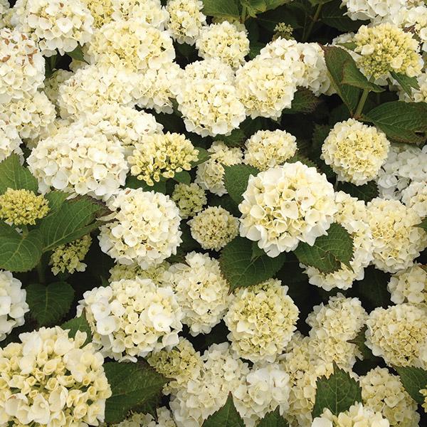 Hydrangea M Bridal Bouquet 3.4L