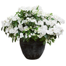 Hydrangea 'Runaway Bride'