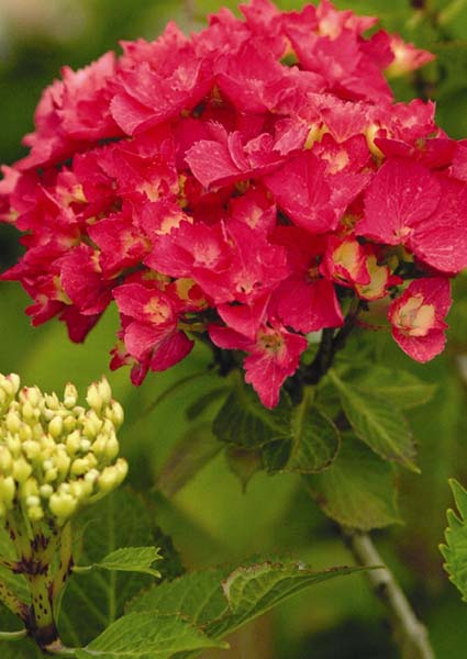 Hydrangea Paris 4.5L