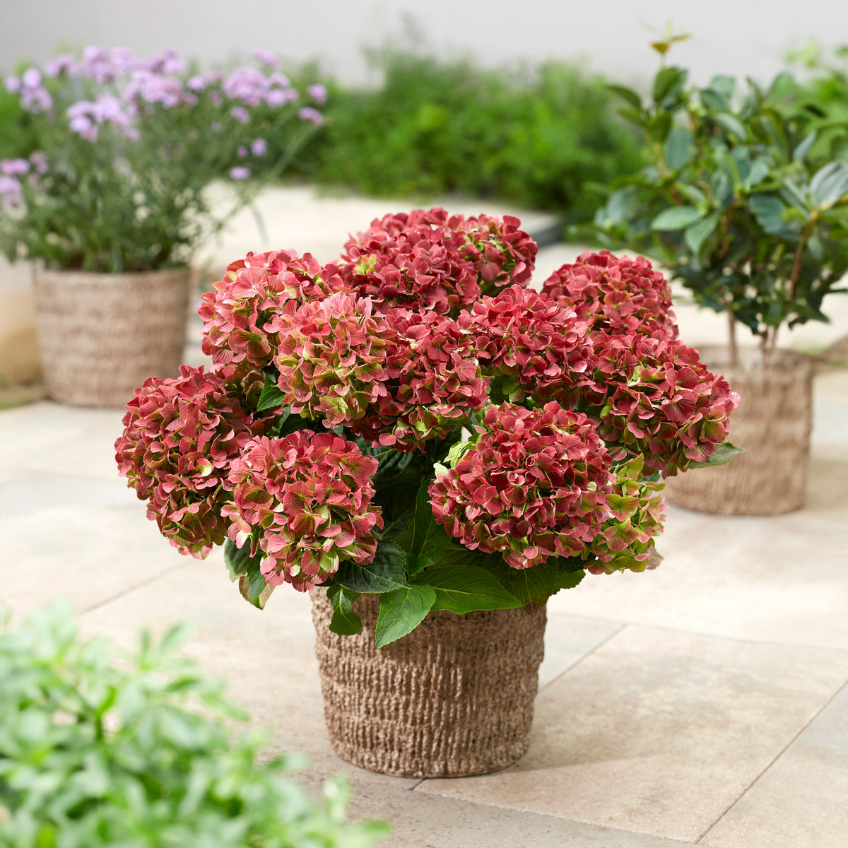 Hydrangea-Rembrandt-Bella-