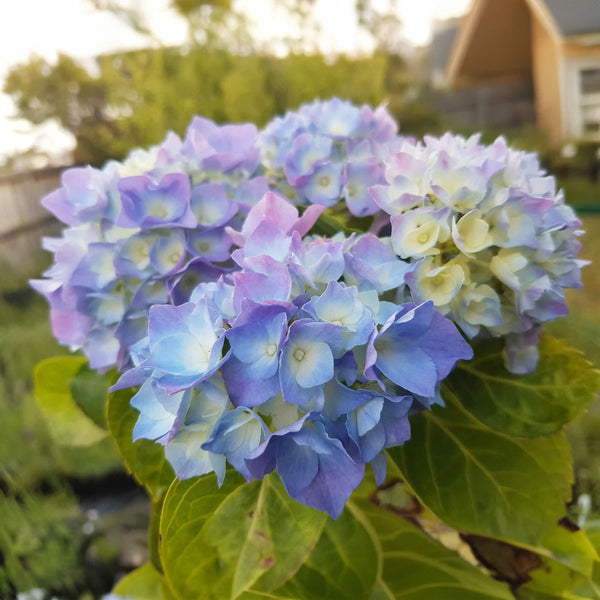 Hydrangea Renate Steiniger - 8L